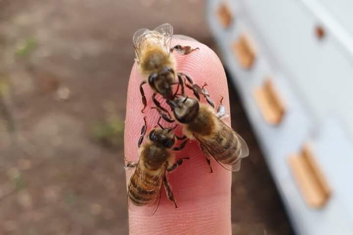 bee shed retreats